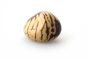Tagua Samen, maseriert, naturweiss