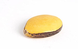 Tagua Samen, gelb
