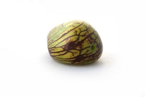 Tagua Samen, maseriert, olivgrün